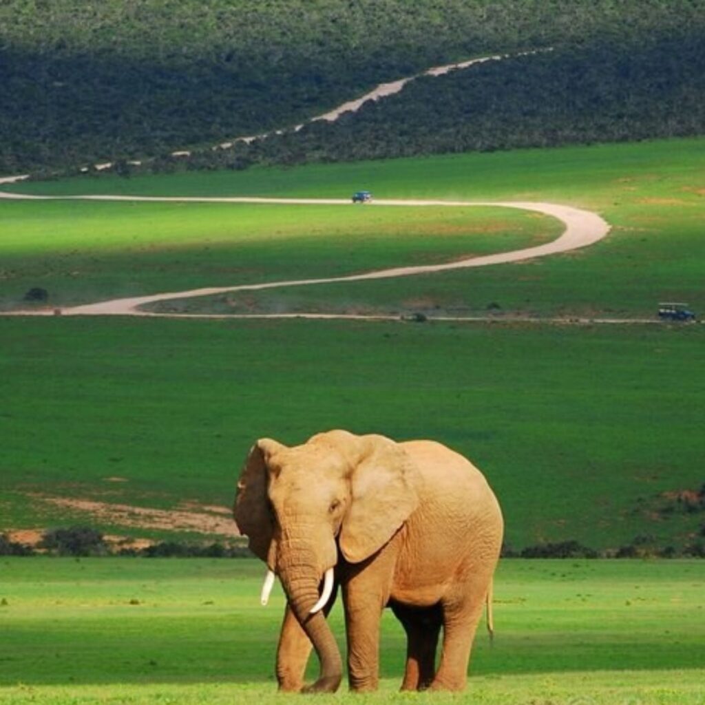10 Surf & Safari (5)