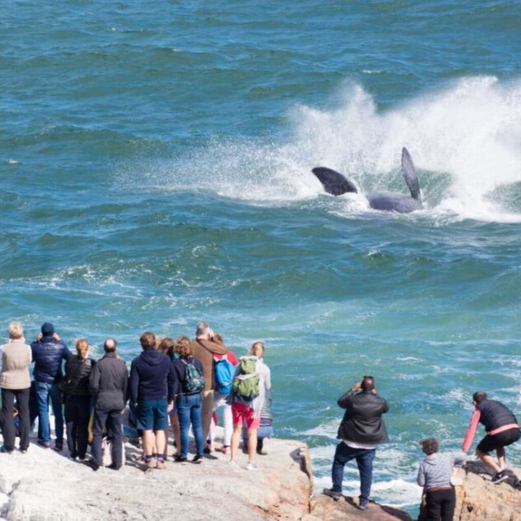 Whales
