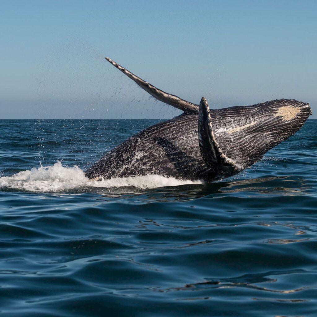 Whales (2)