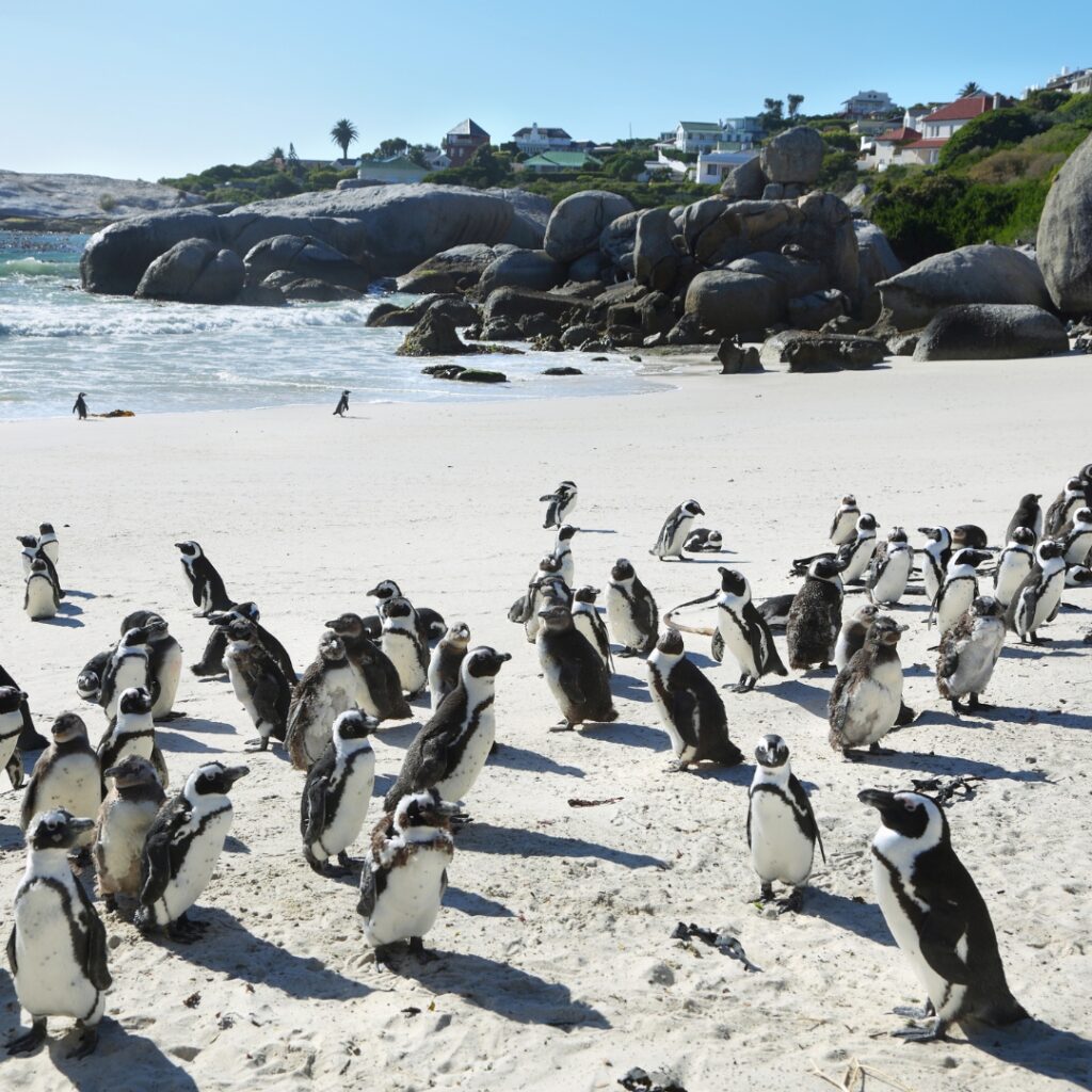 Penguins at Boulders Beach