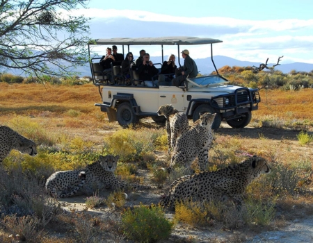 Cheetah at Aquila