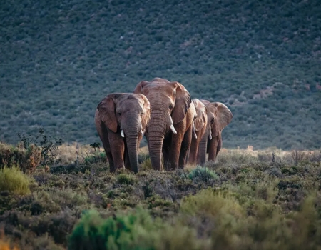 Elephants at Aquila