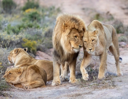 Lions at Aquila