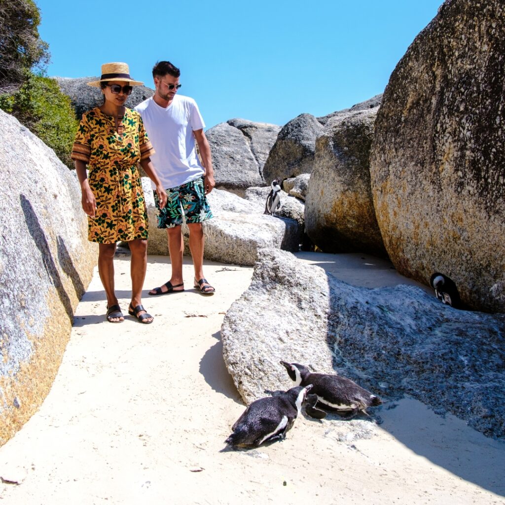 Penguins at Boulders Beach
