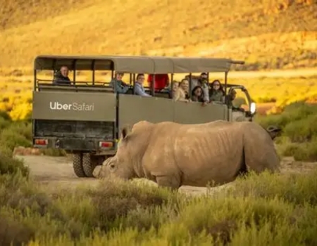 Rhino Viewing at Aquila